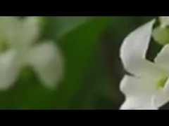 فرع واحد من 