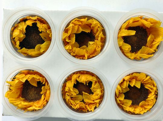 سعر جيد زهرة عباد الشمس الأبدية صندوق هدايا زهرة عباد الشمس قبة زجاجية باقة أزهار مواد أزهار محفوظة عباد الشمس بالجملة الانترنت